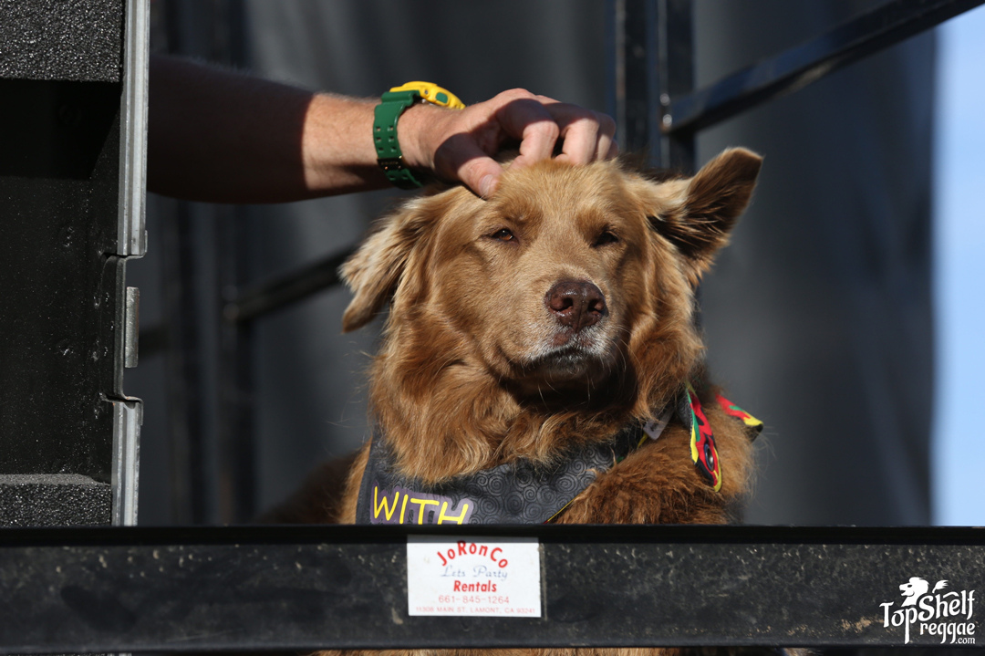 Cocoa the Tour Dog